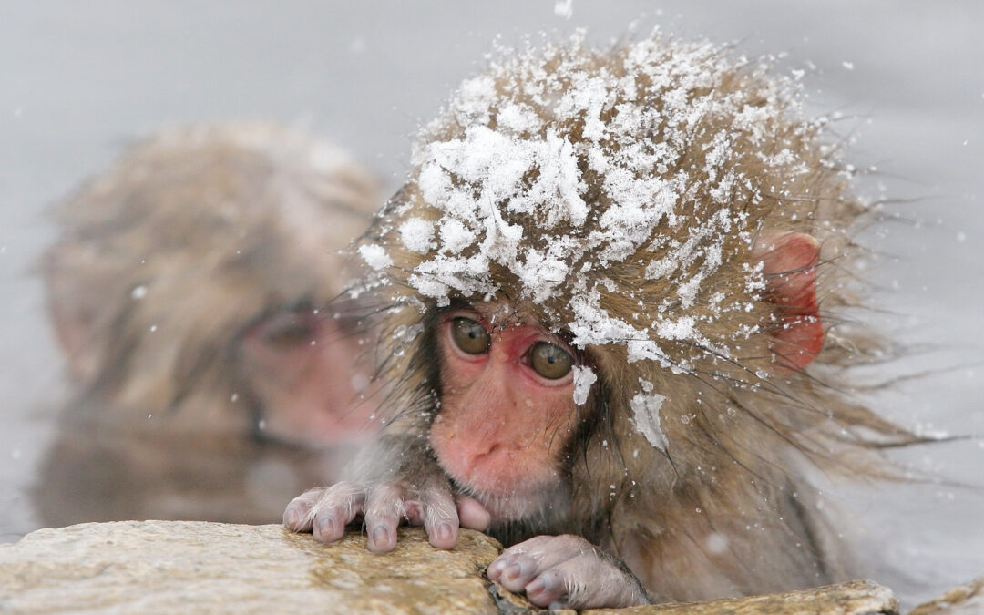 Snow-Monkey-Hug-Cute-Wallpaper